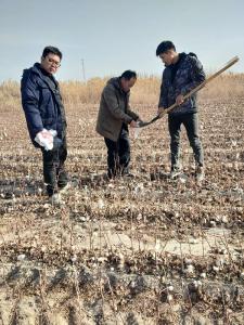 豫珠肥料落户新疆，深受当地人喜爱